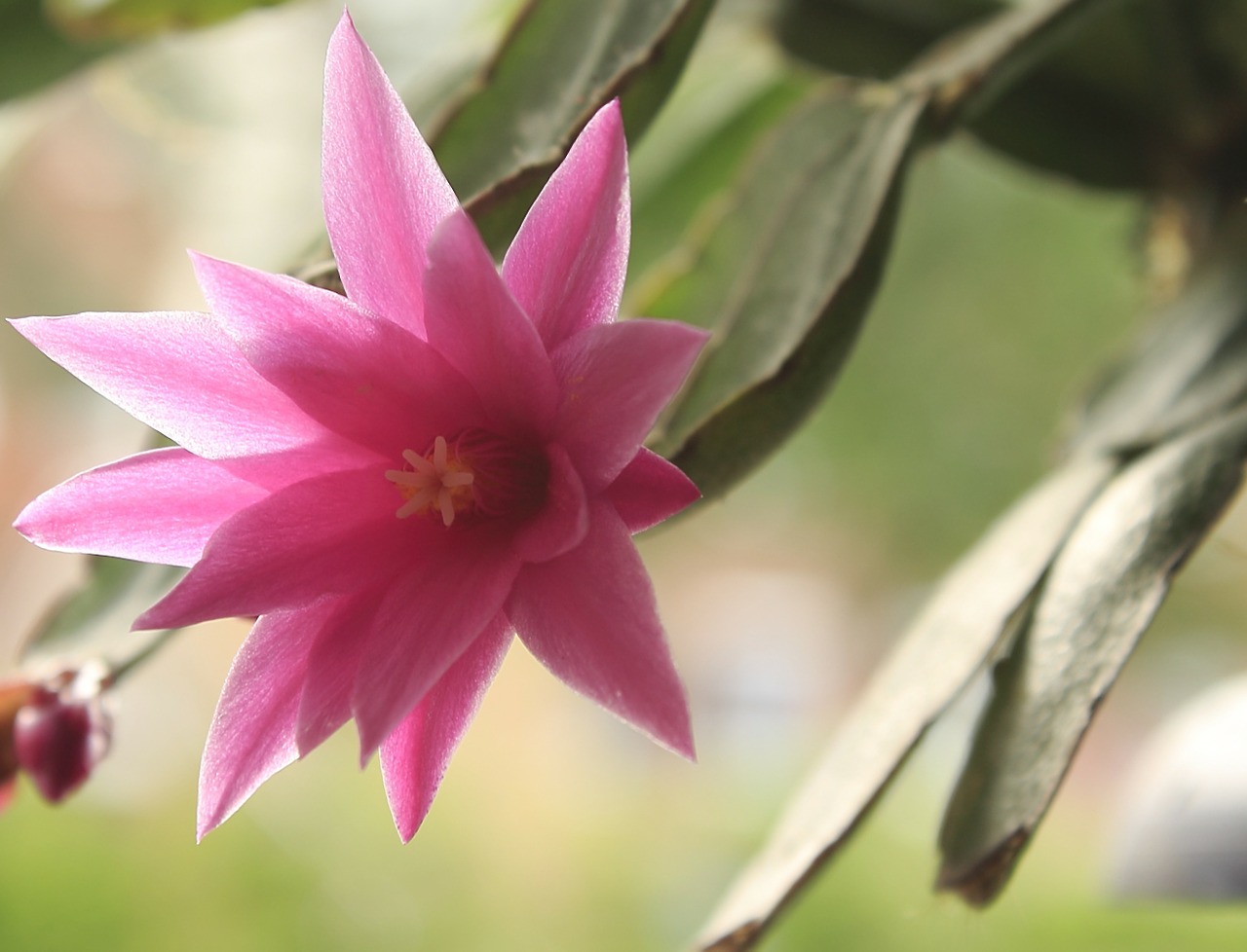 cactus blossom blossom bloom free photo