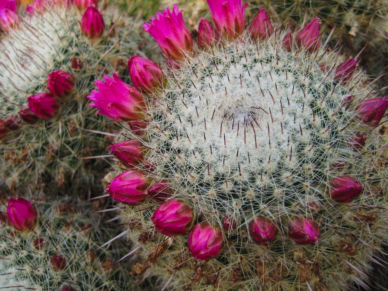 cactus blossom  cactus  sting free photo