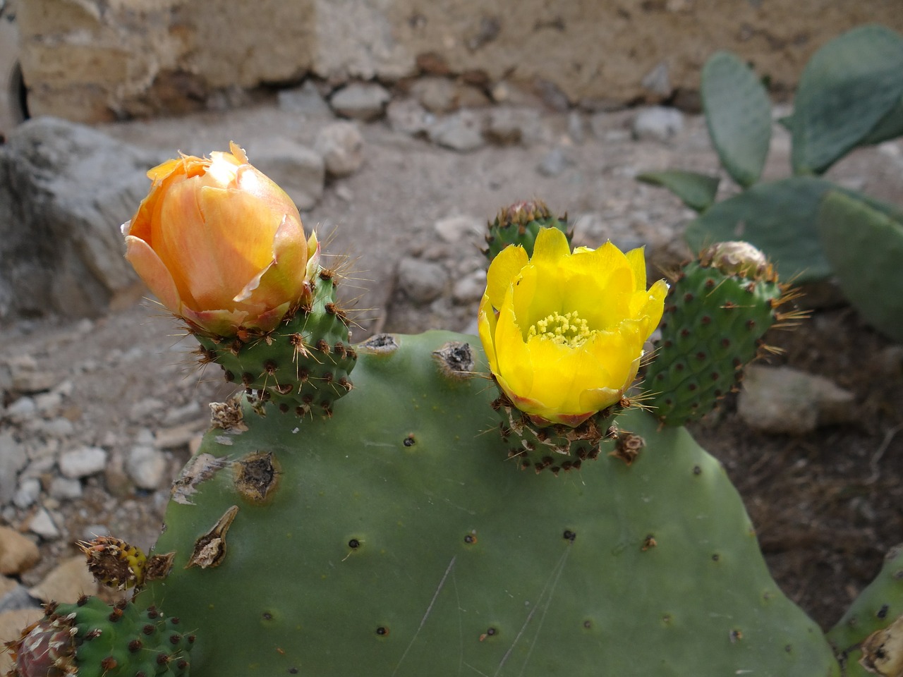 cactus blossom prickly pear cactus free photo