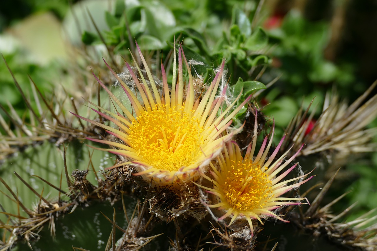 cactus blossom  blossom  bloom free photo