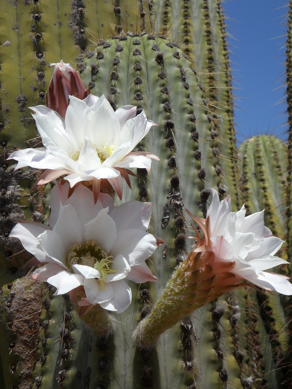 cactus blossom bloom cactus free photo