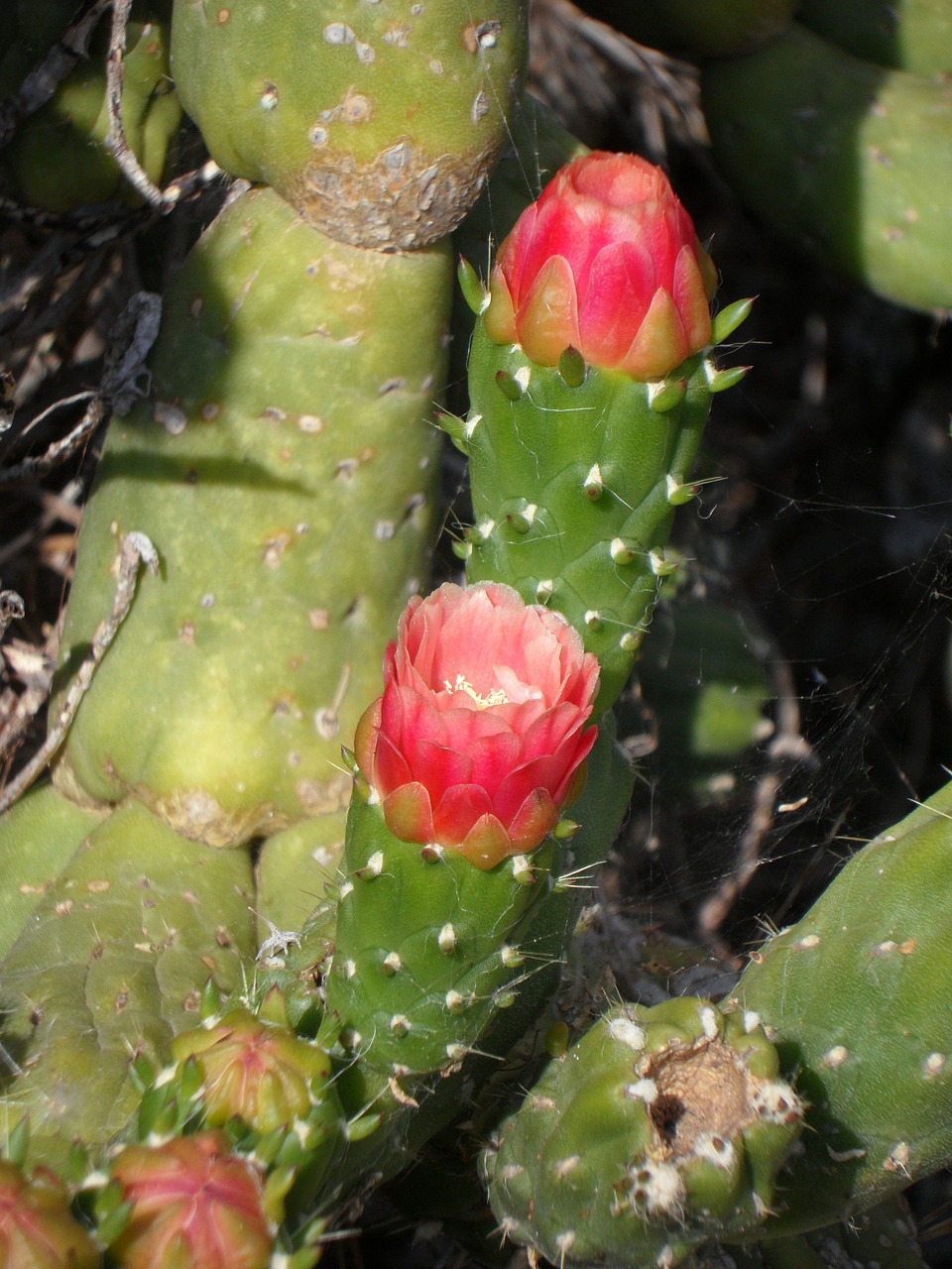 cactus blossom cactus bloom free photo