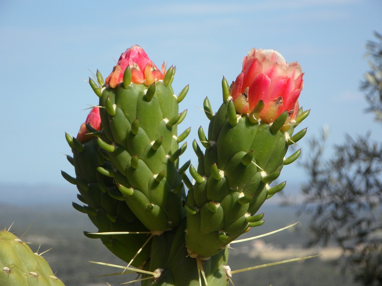 cactus blossom cactus bloom free photo