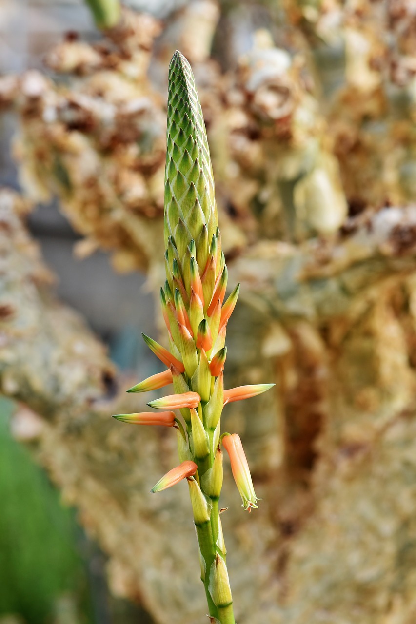 cactus blossom  cactus  cactus greenhouse free photo