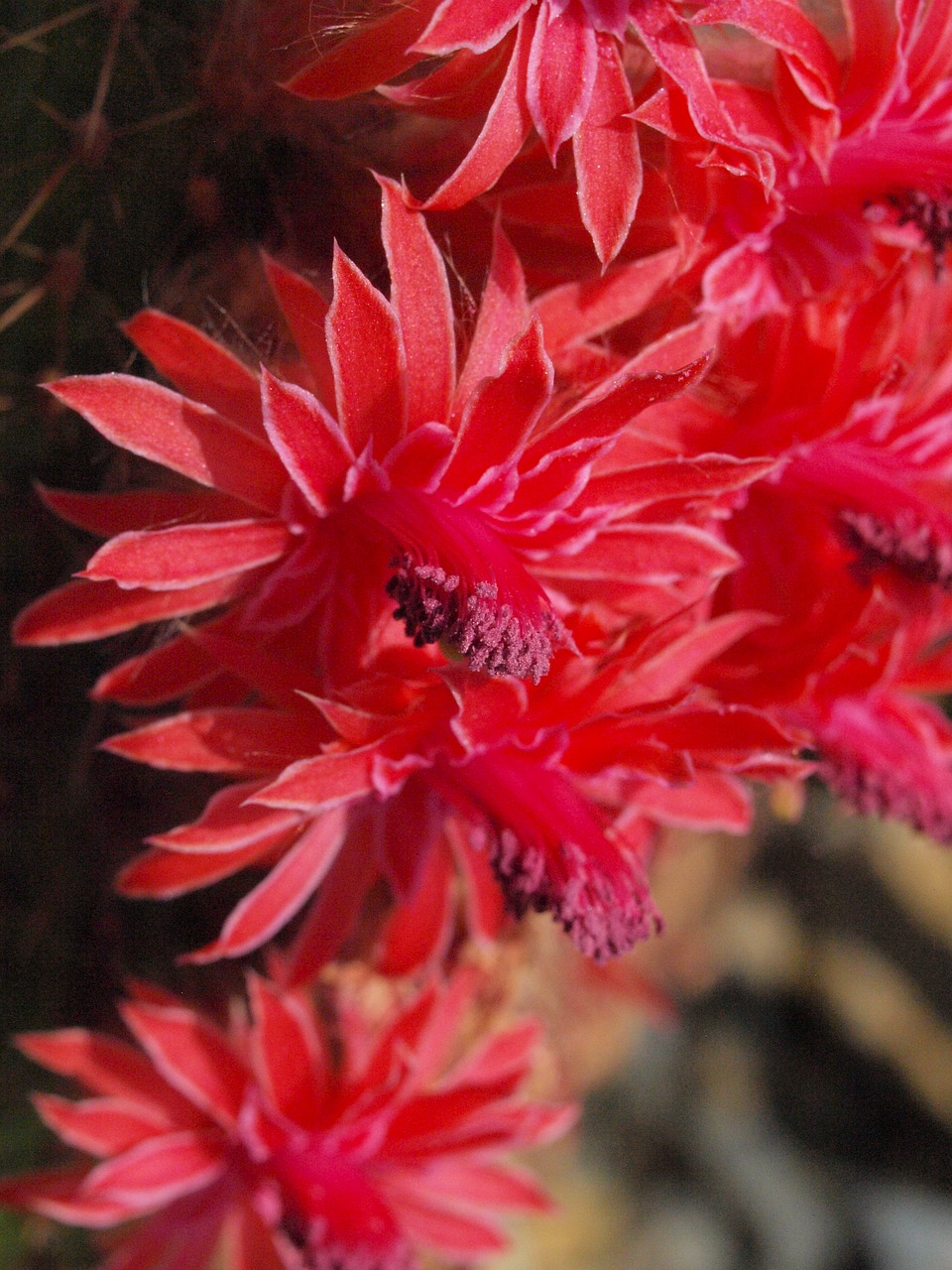 cactus blossom cactus greenhouse bloom free photo