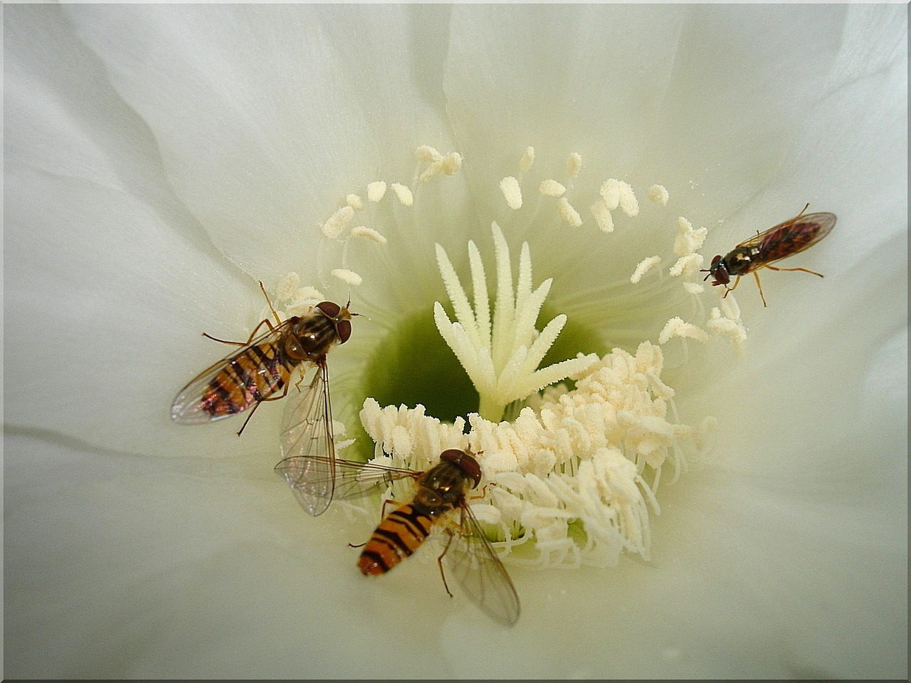 cactus blossom hoverfly blooming white free photo