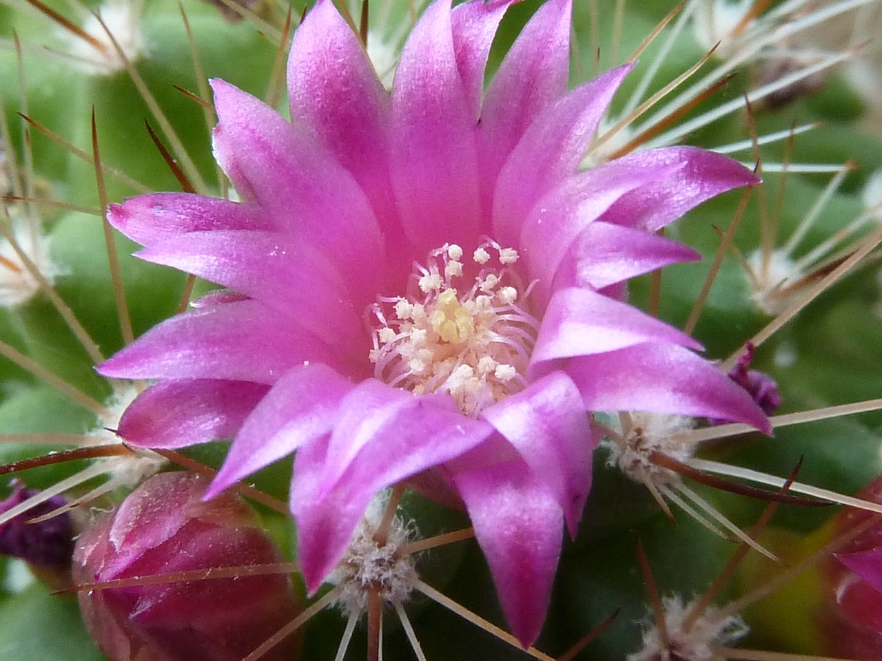 cactus blossom pink cactus free photo