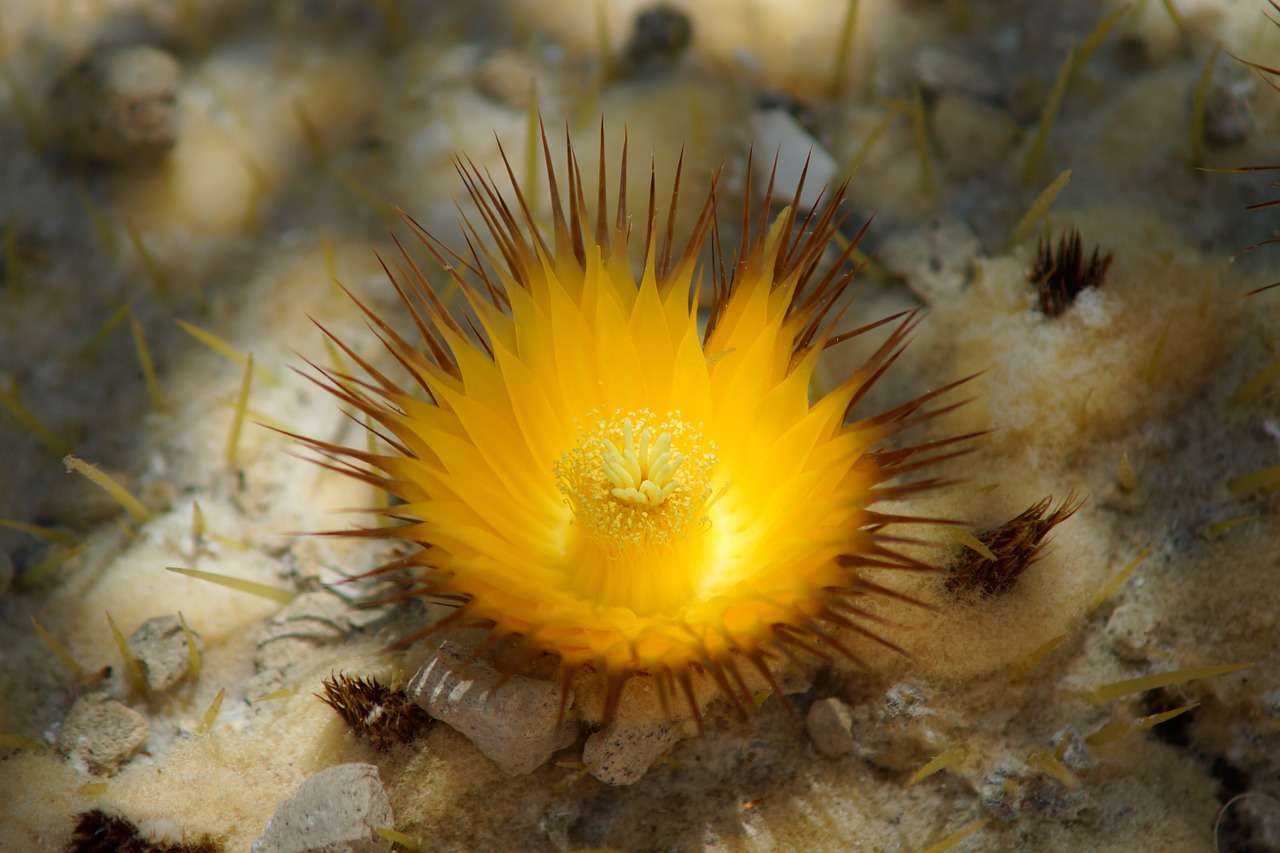 cactus blossom yellow star free photo