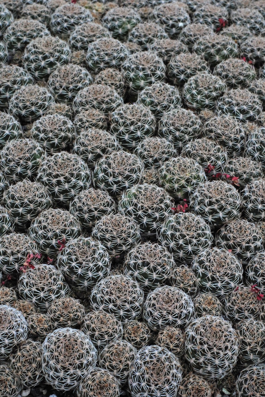 cactus breeding  cactus  nursery free photo