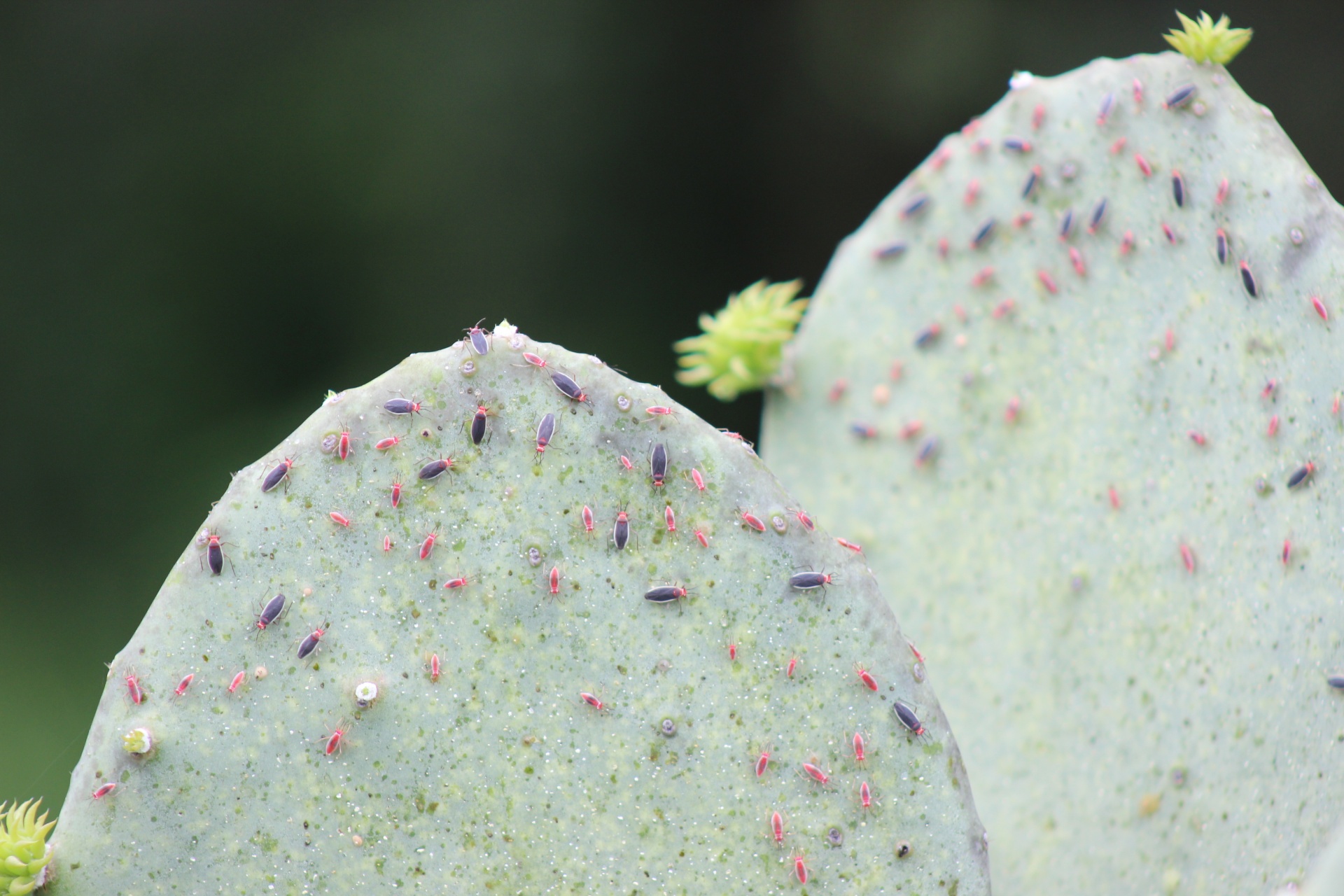 hesperolobops gelastops cactus free photo