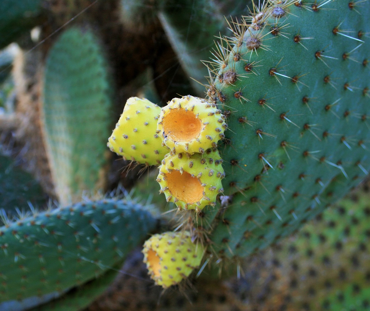 cactus bush bush cactus free photo