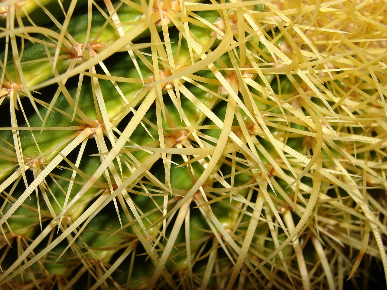 cactus close up spiny cactus free photo