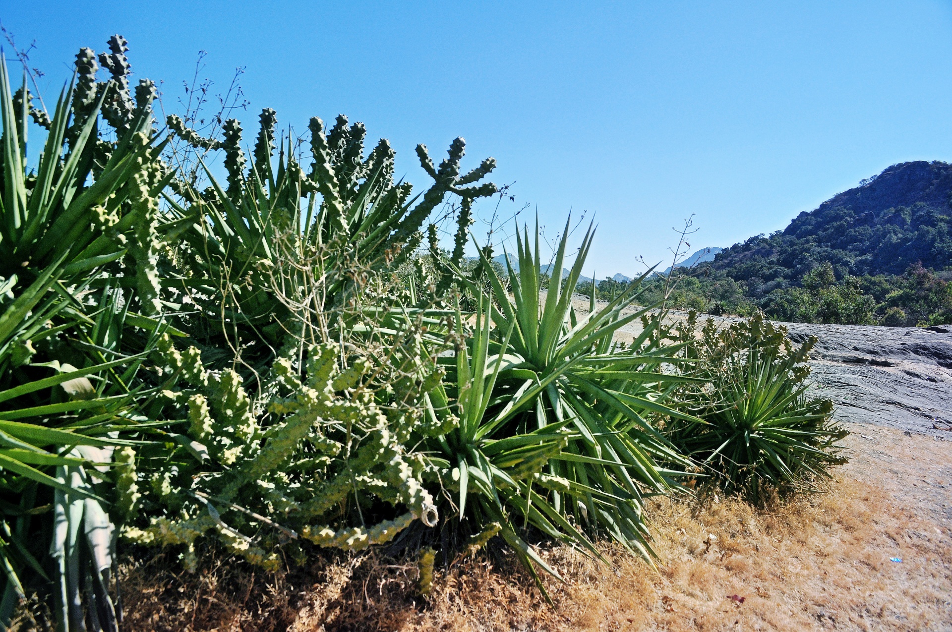 rocky cactus hills free photo