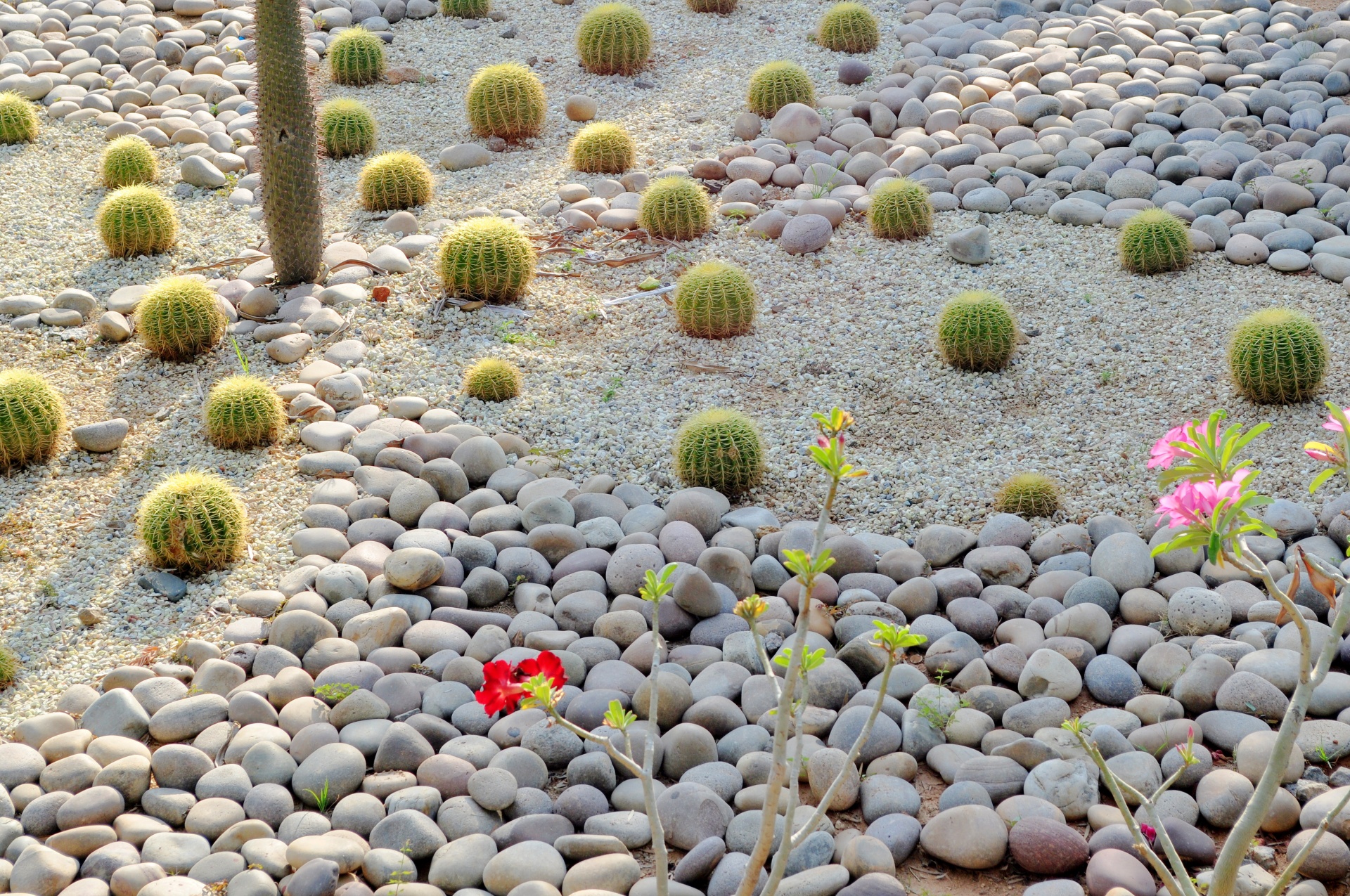 cactus crop pebbles free photo