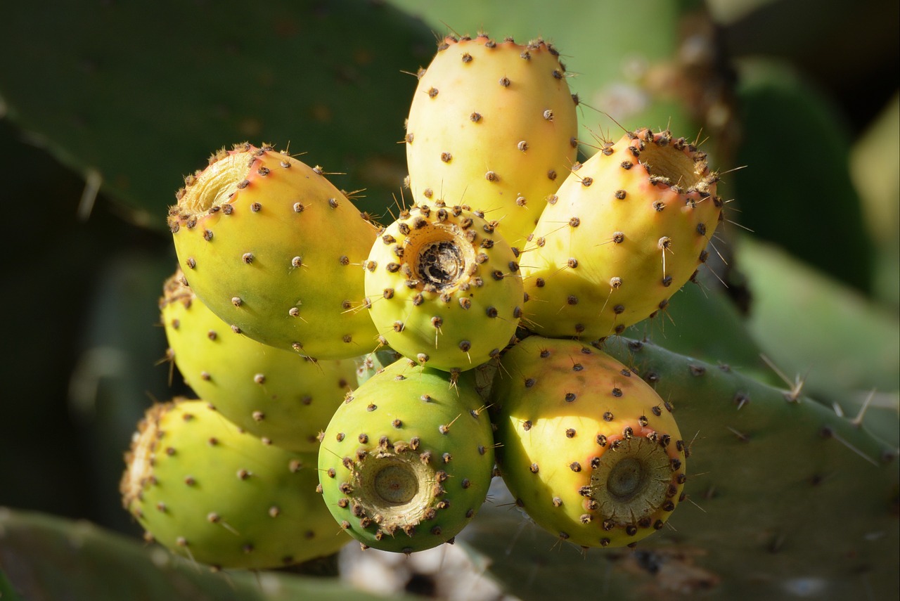 cactus figs fruit nature free photo