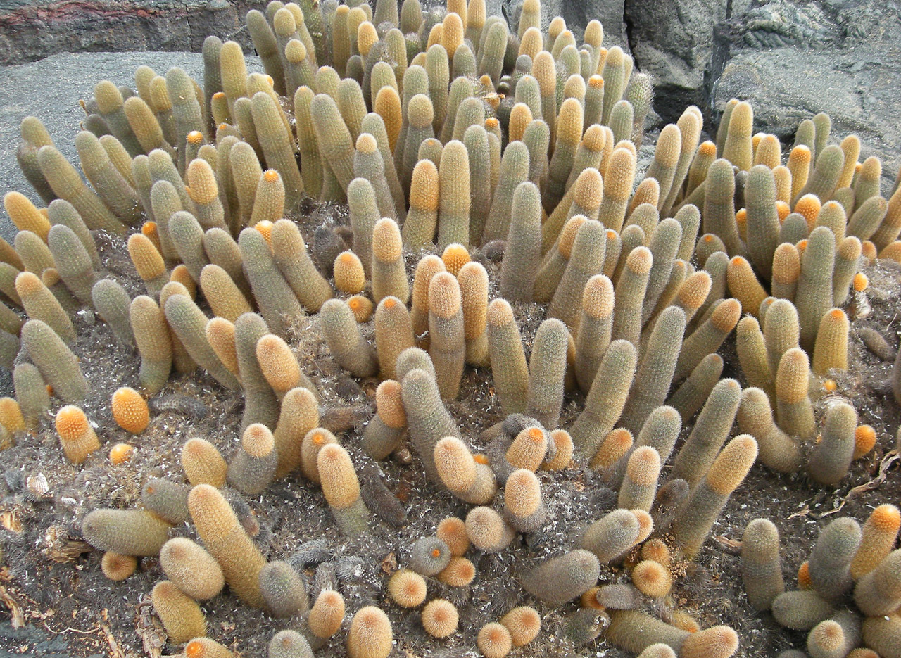cactus plant galapagos free photo