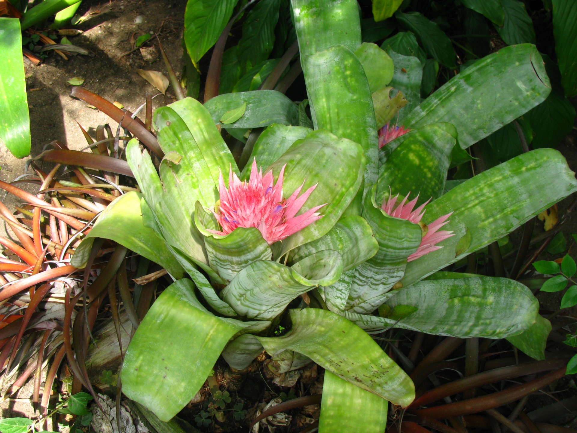 flower pink flower cactus free photo