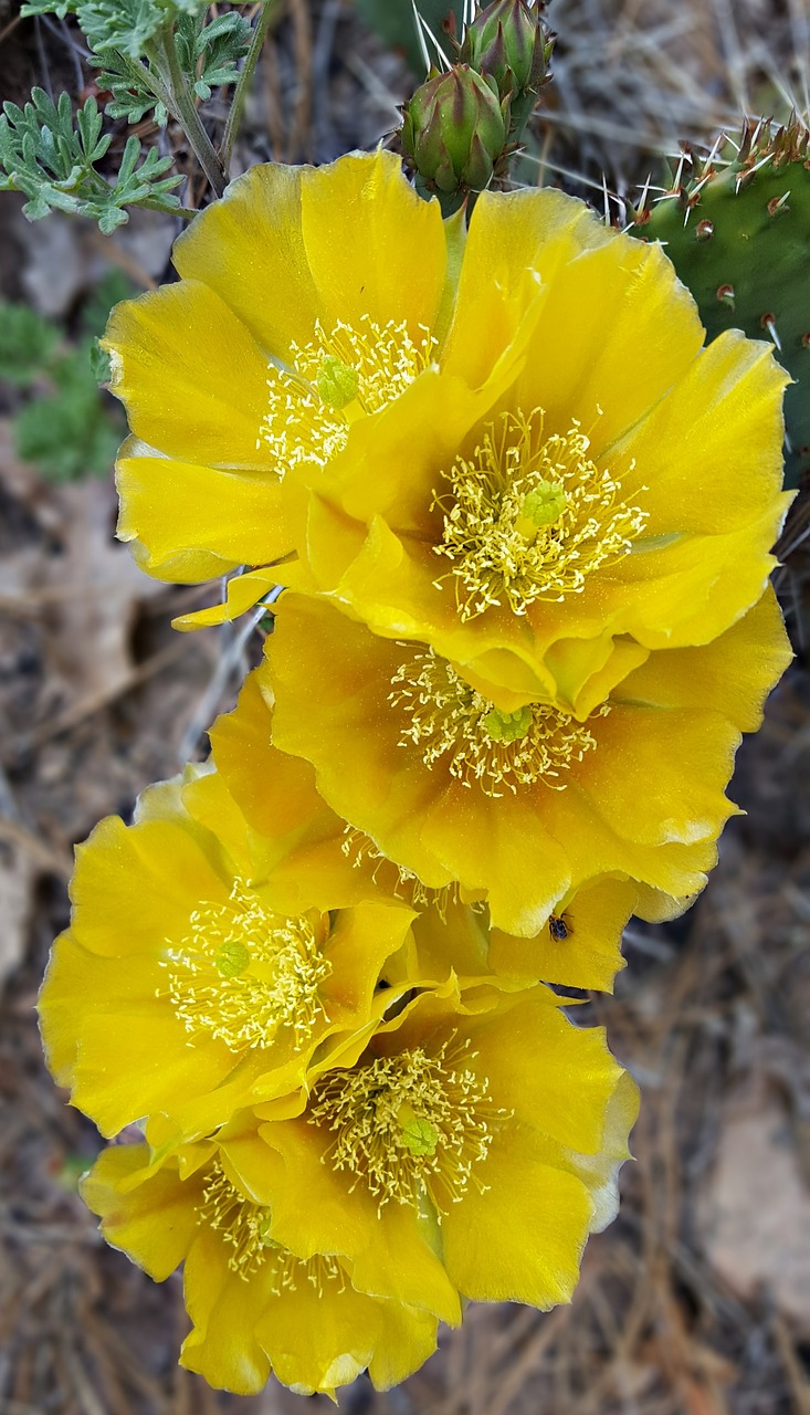 cactus flower flower cactus free photo