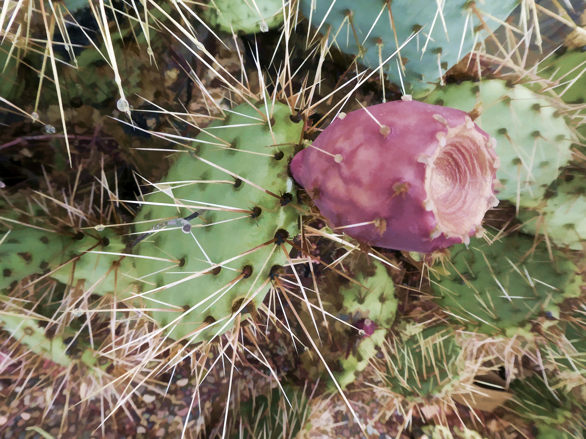 cactus cacti flower free photo