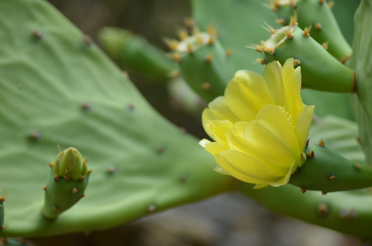 cactus flower cactus thorns free photo