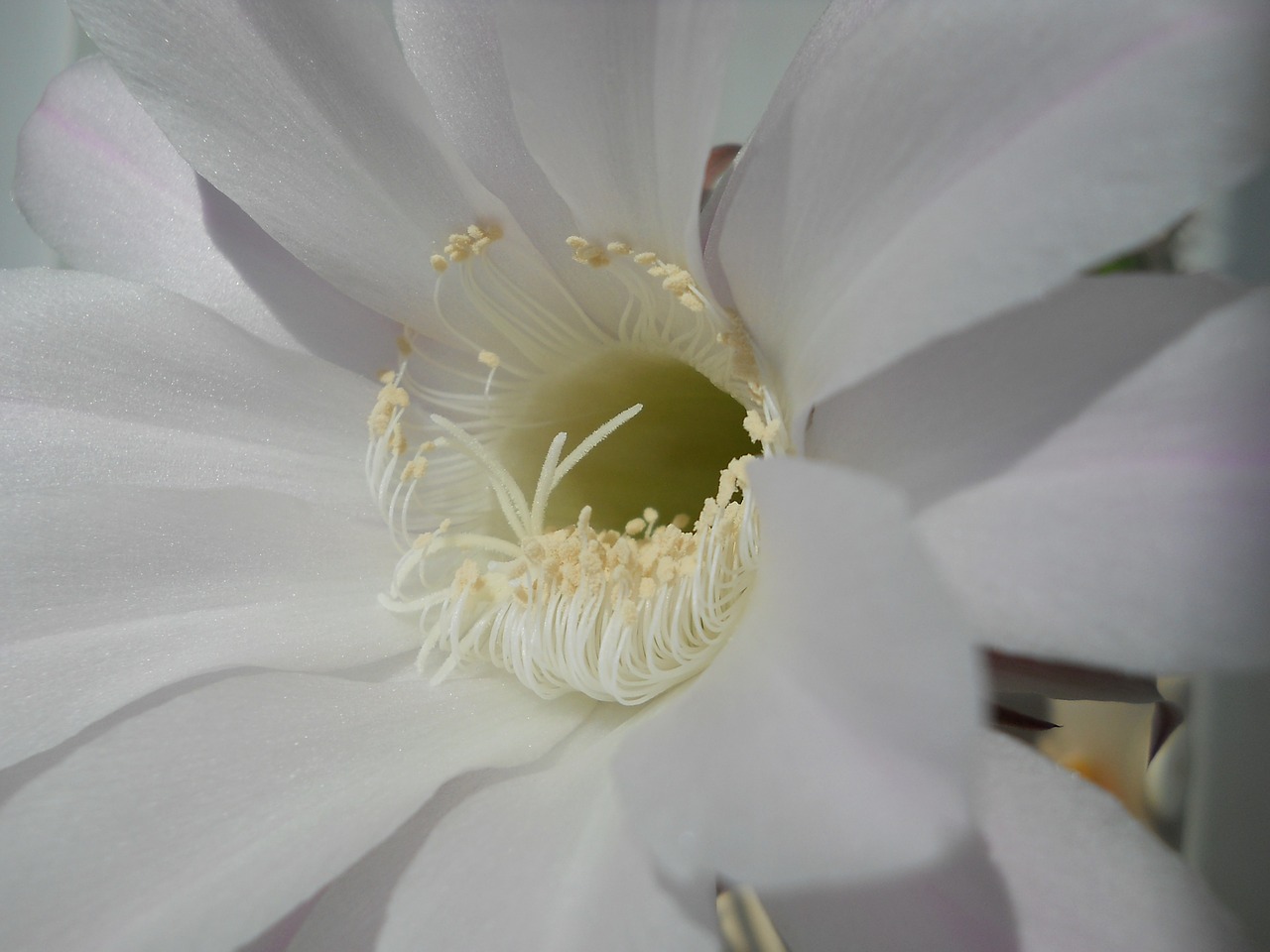 cactus flower summer once a year free photo