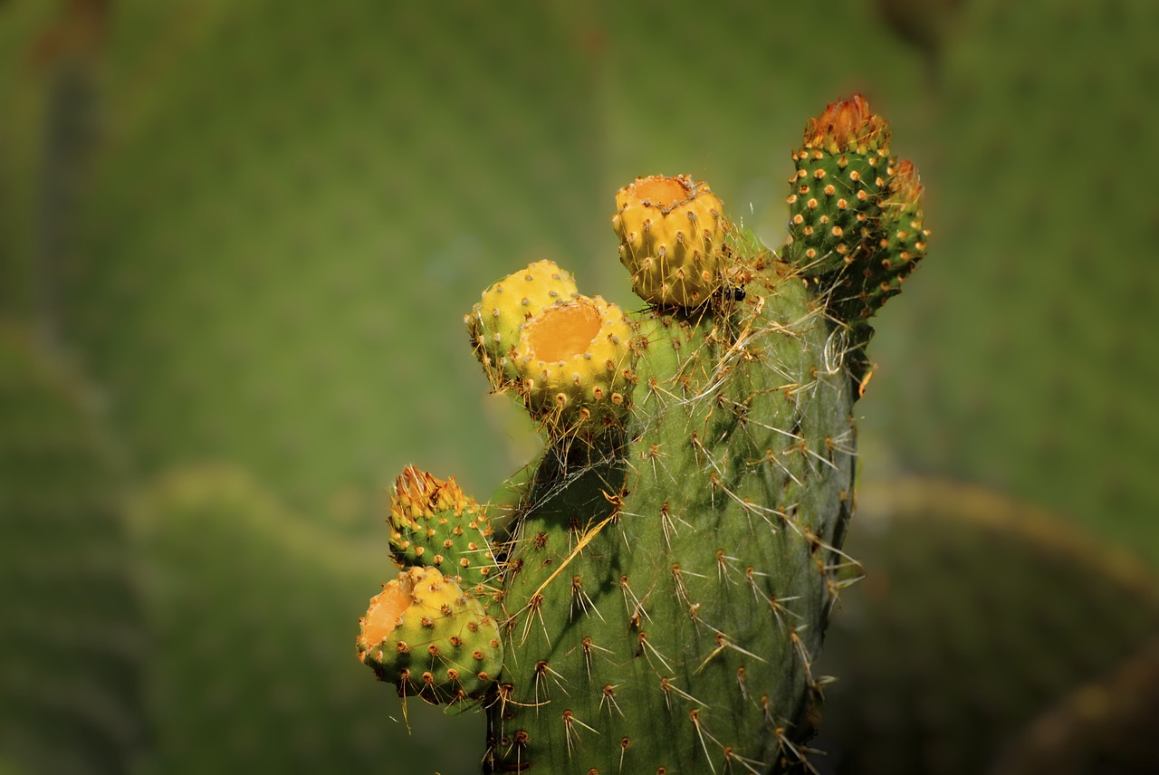 cactus flower cactus palma free photo