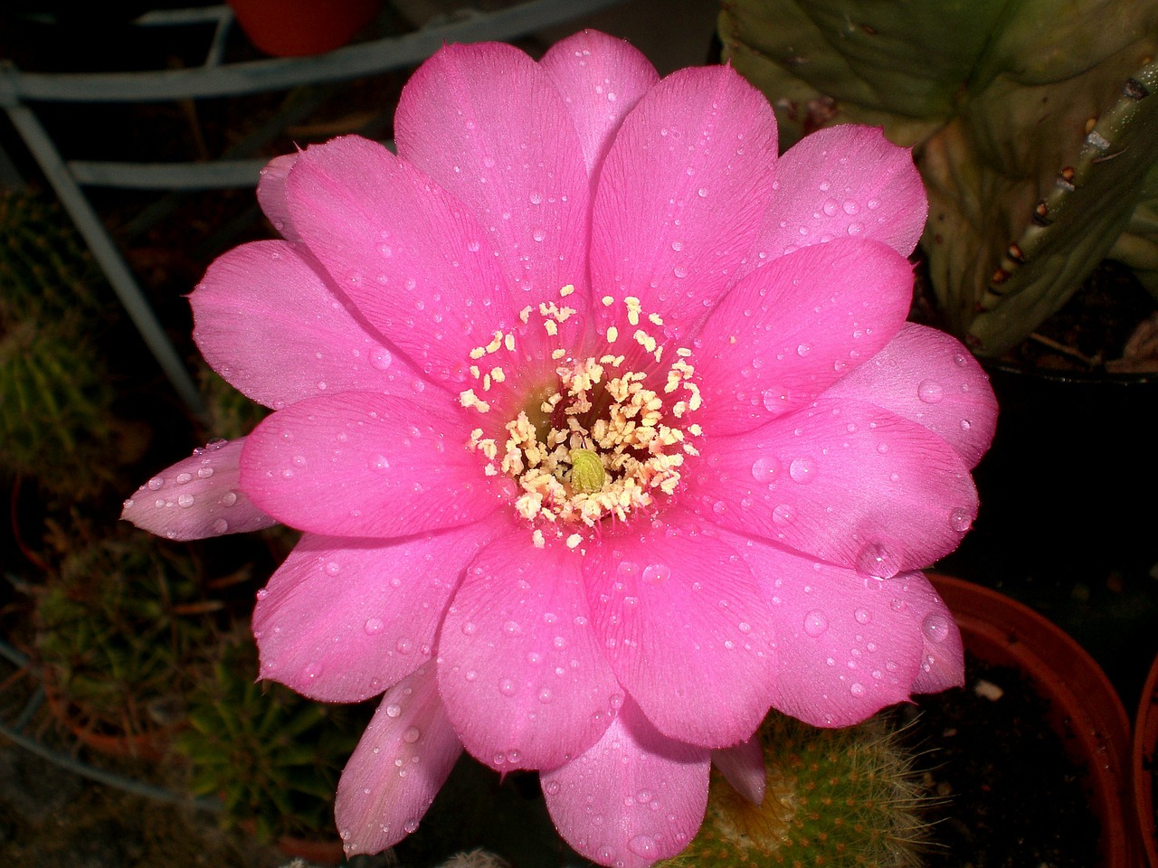 cactus flower cactus flower free photo