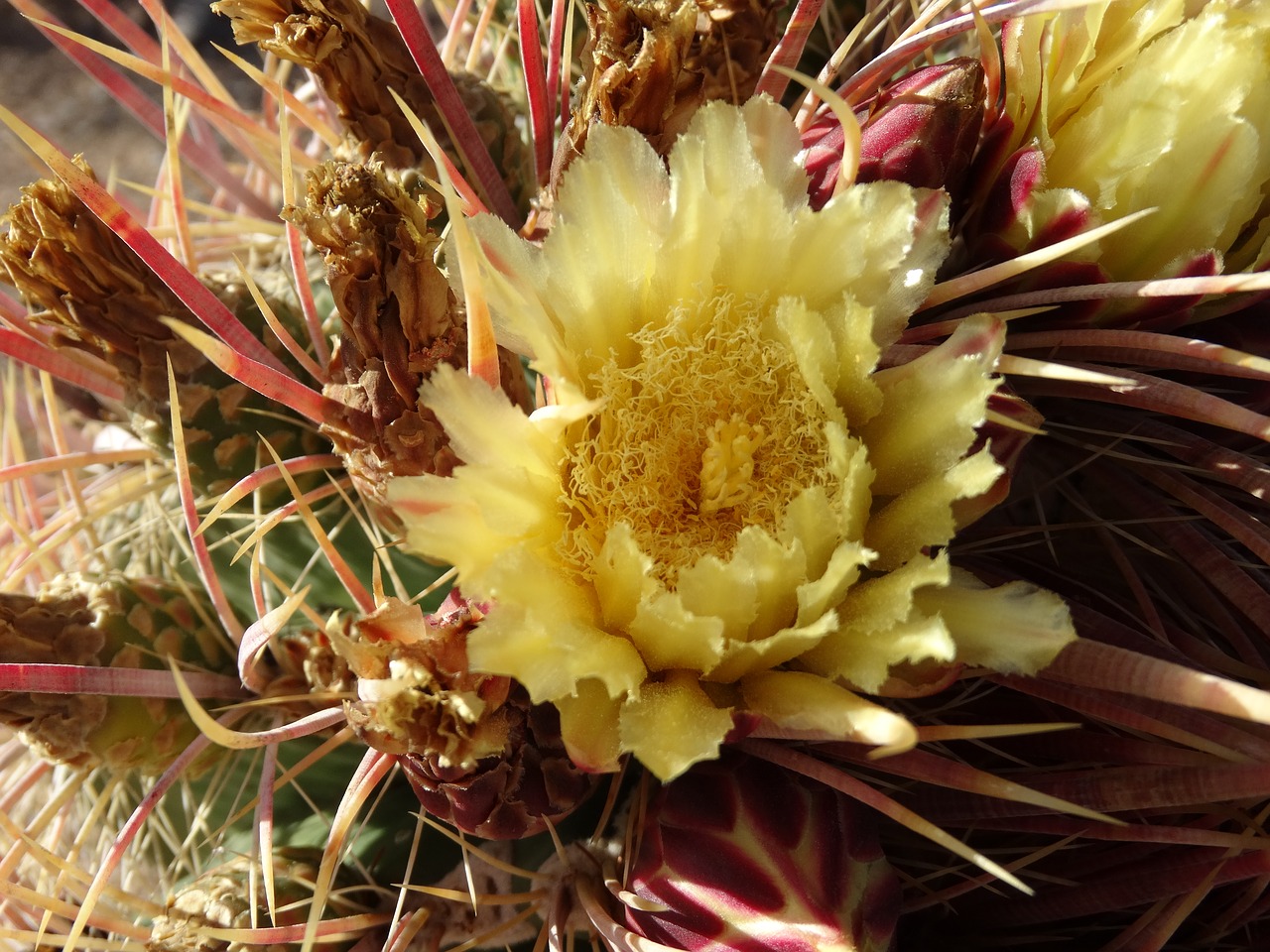 cactus flower cactus flower free photo