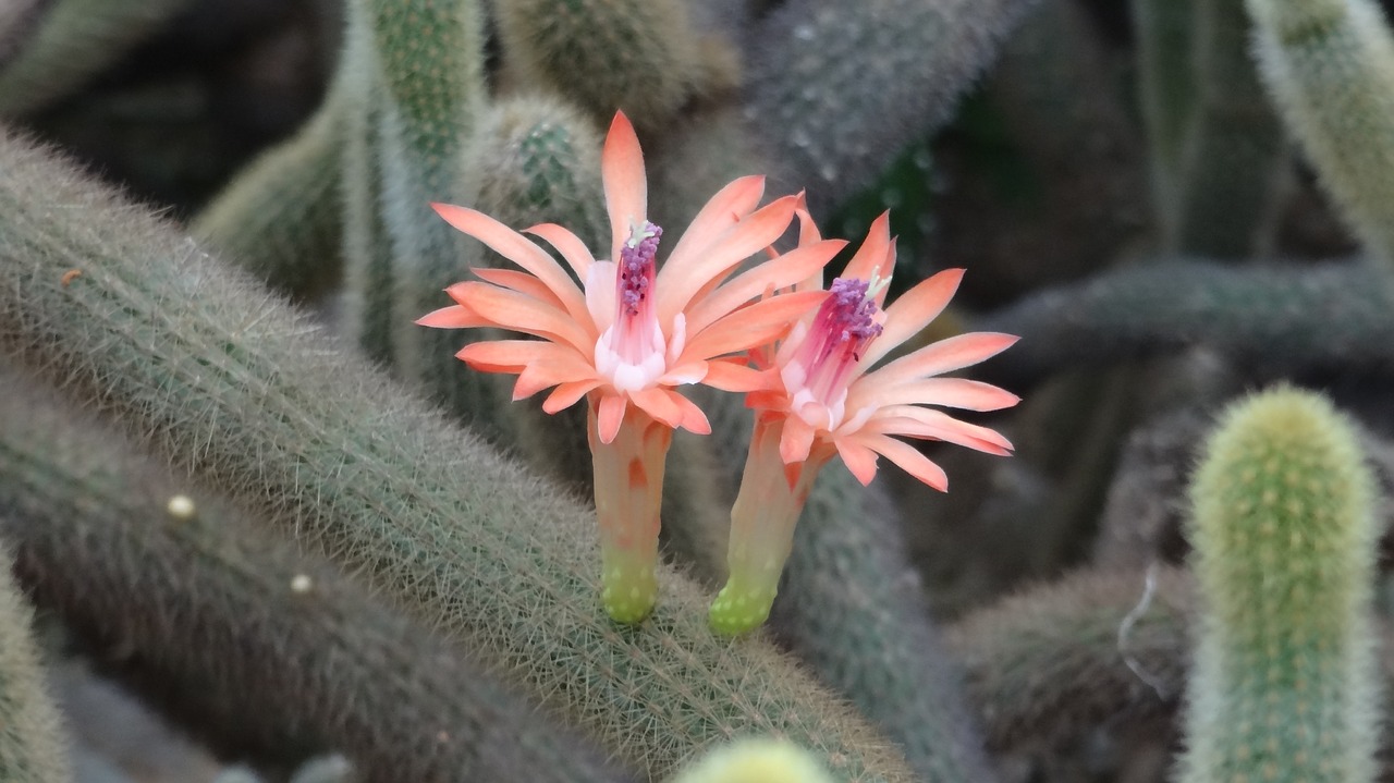 cactus flower cactus fairy flower free photo