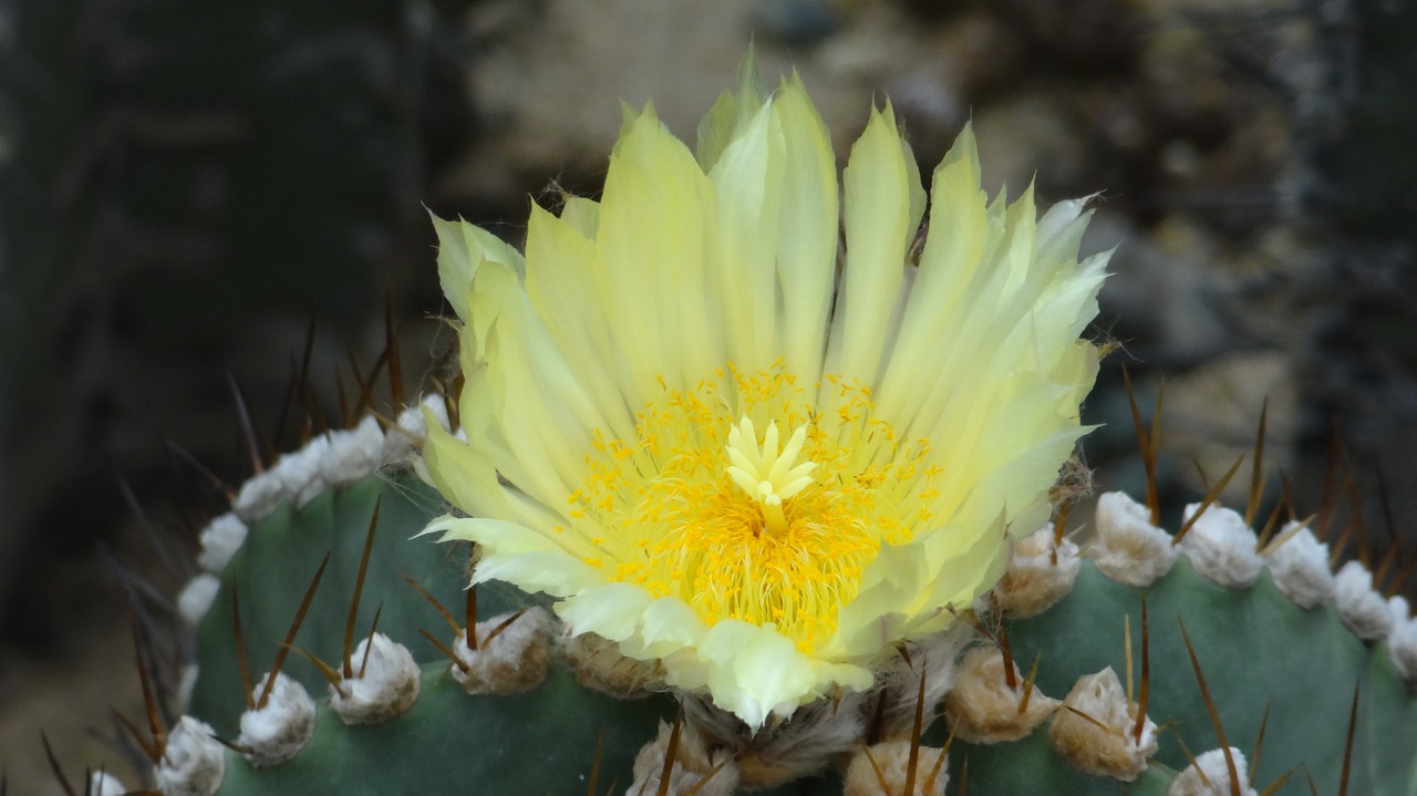 cactus flower cactus fairy flower free photo