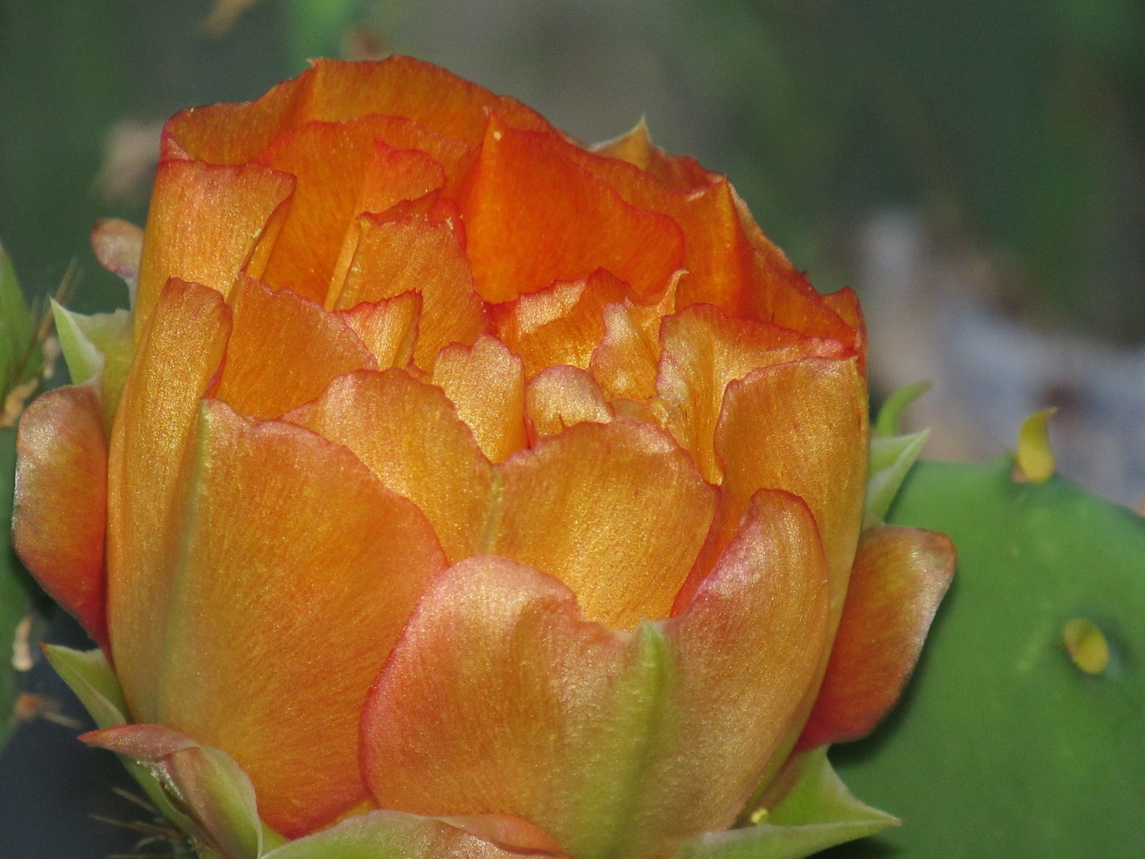 cactus flower  orange  floral free photo