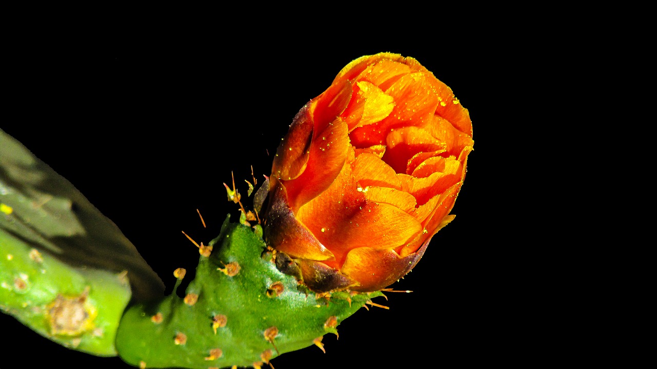 cactus flower  thorny  cactus free photo