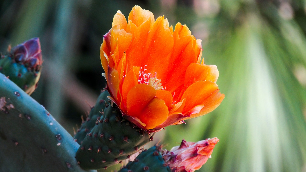 cactus flower  flower  cactus free photo