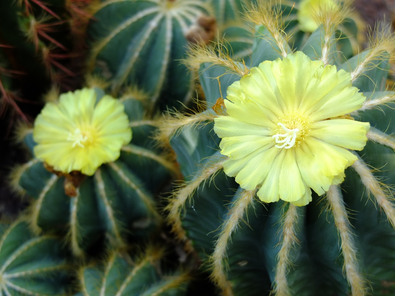 cactus flower  parody magnifies  cactus free photo