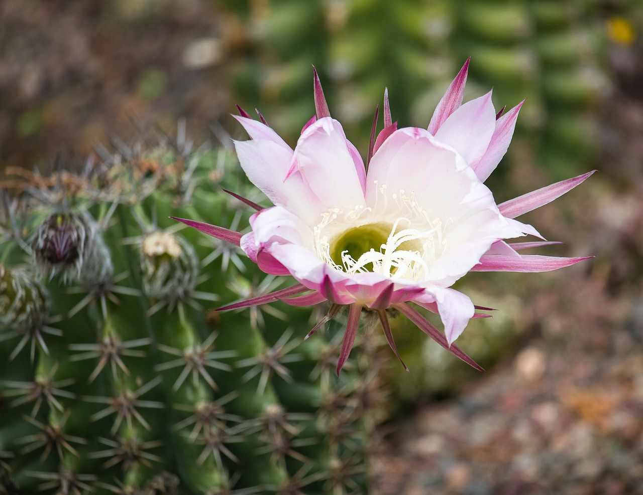 cactus flower  blossom  bloom free photo