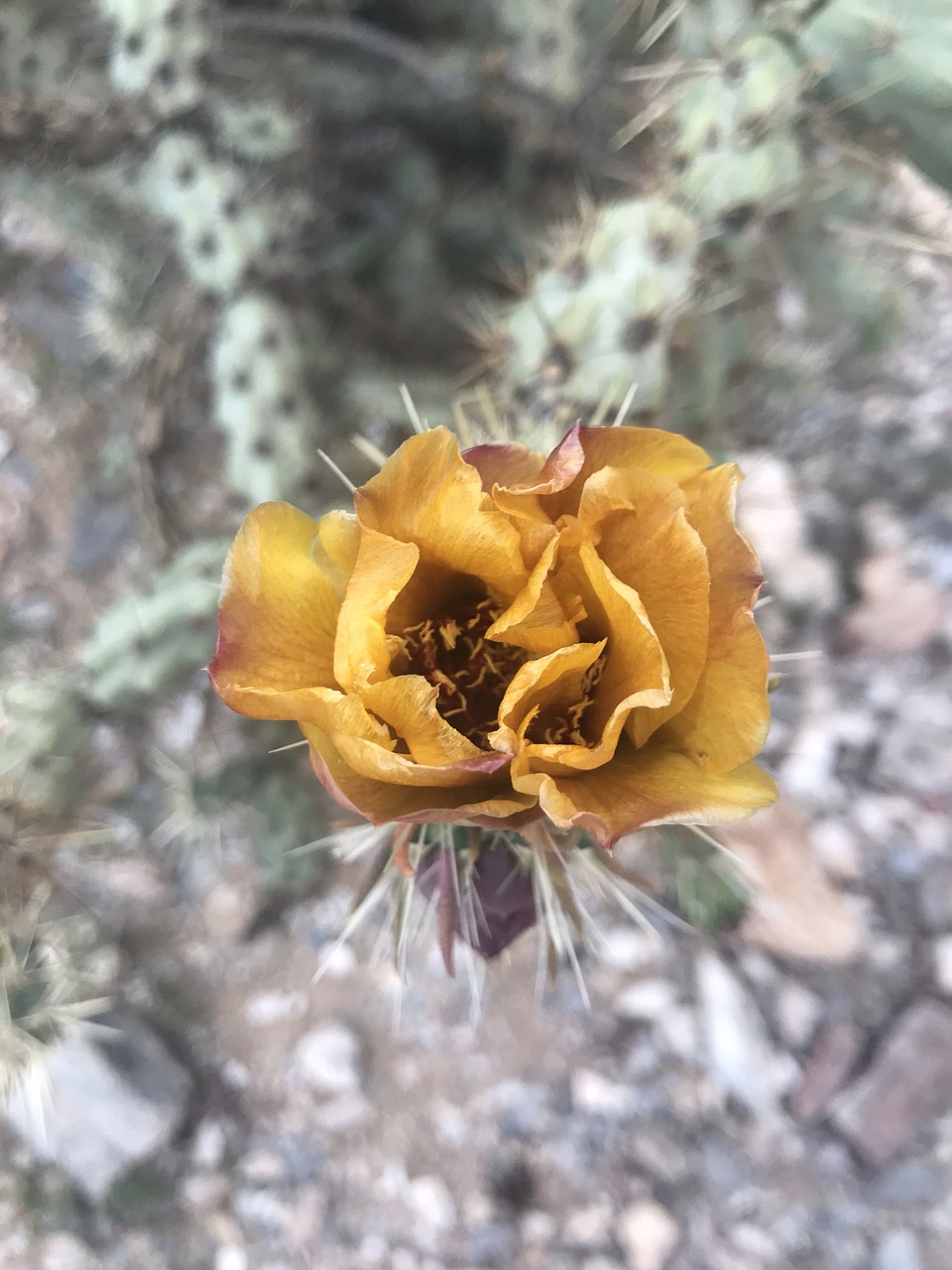 cactus flower  flower  cactus free photo