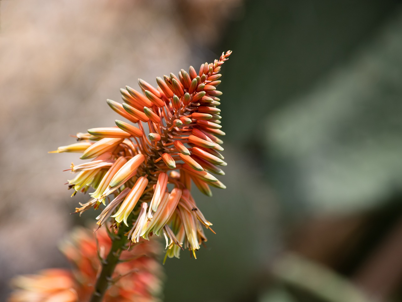 cactus flower  cactus  flower free photo