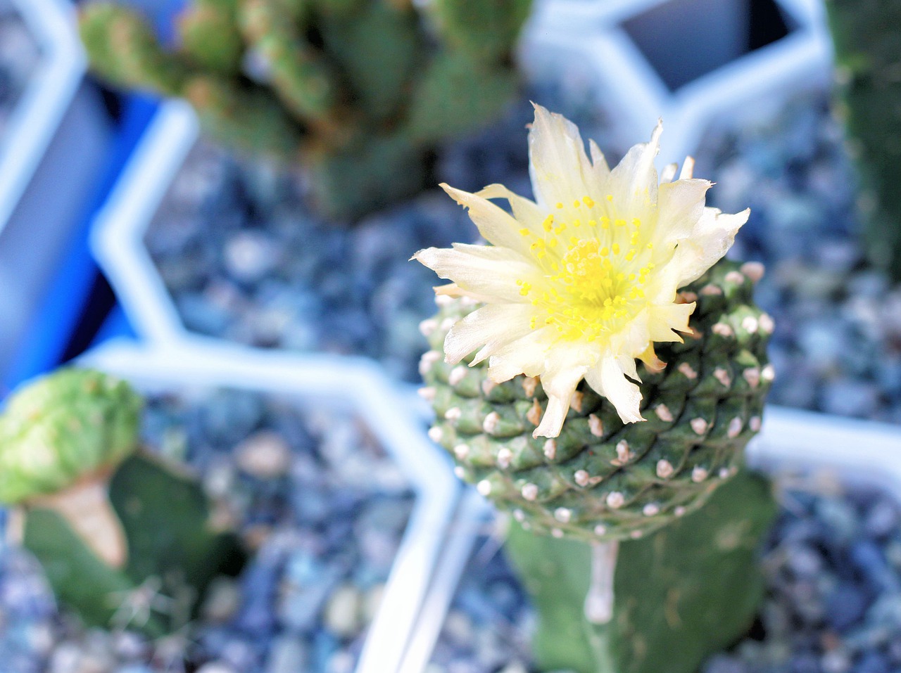 cactus flower  flower  nature free photo