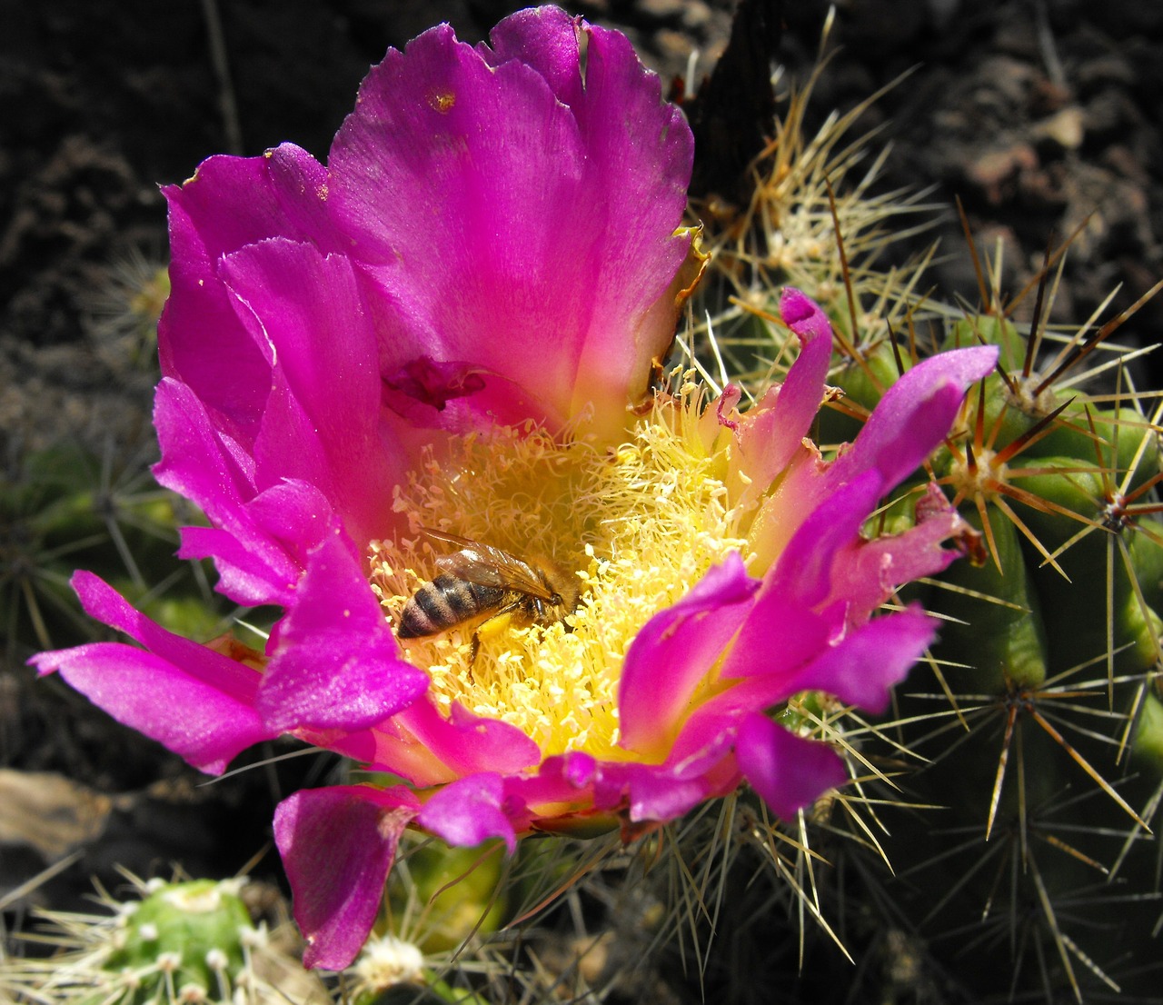 cactus flower small bee free photo