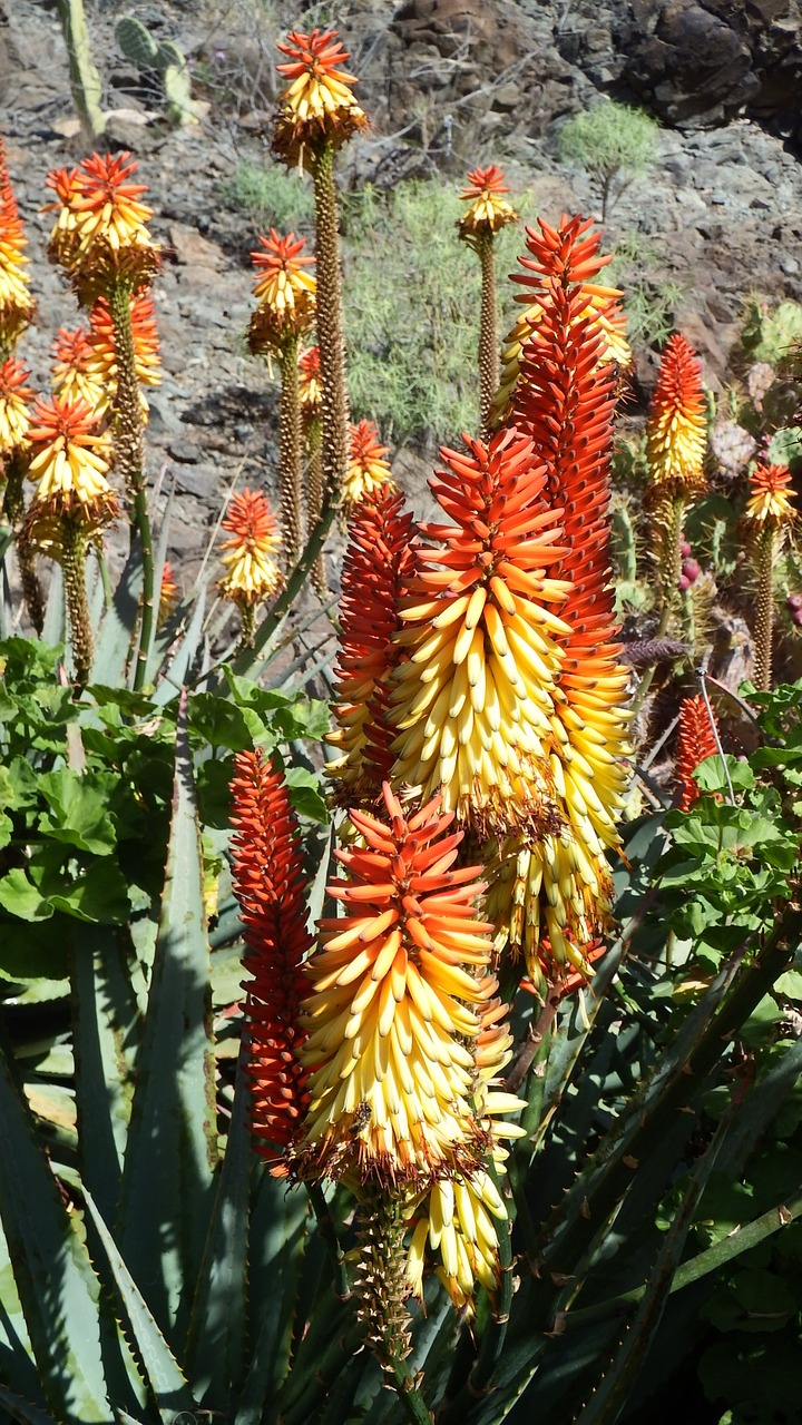 cactus flower orange red free photo