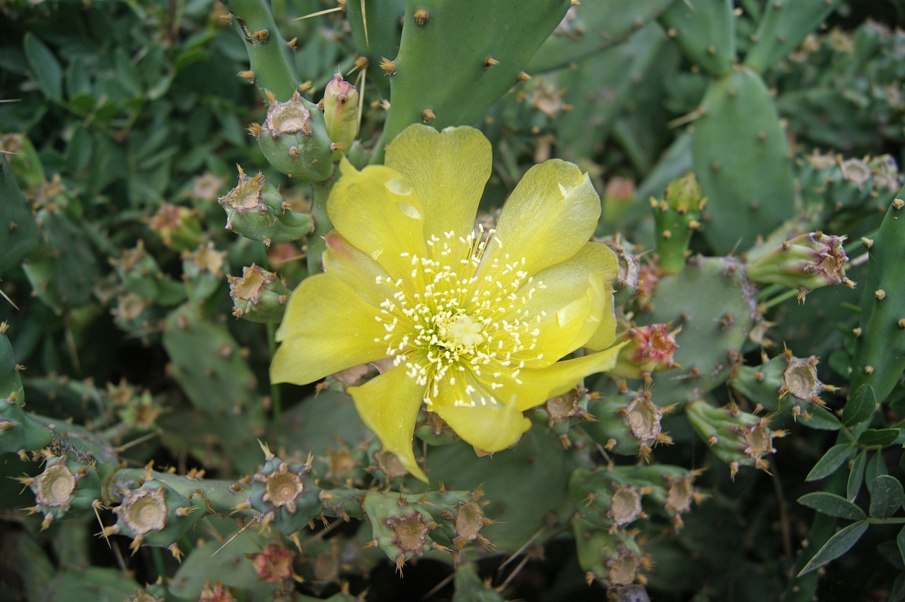 cactus flower flowering yellow flora free photo