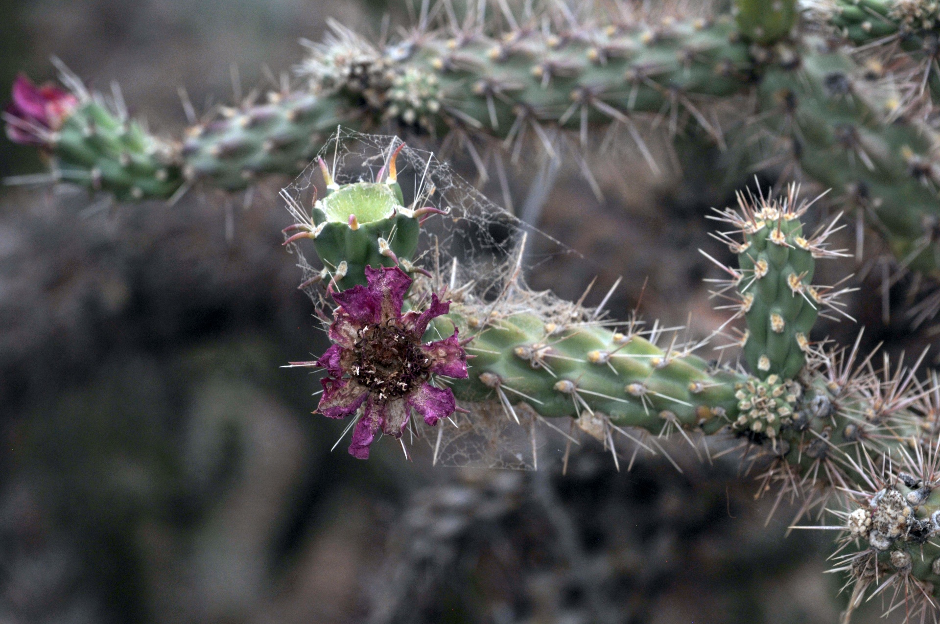 cactus cacti pink free photo