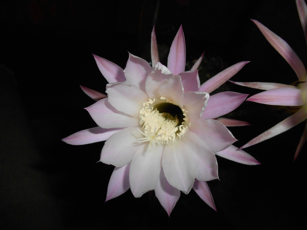 flower cactus at night free photo