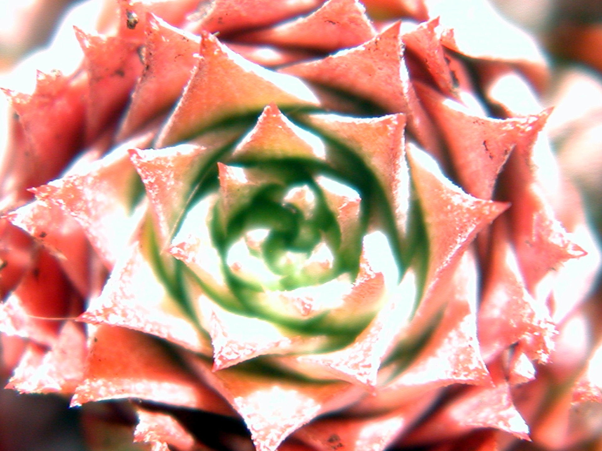 cactus flower nature free photo