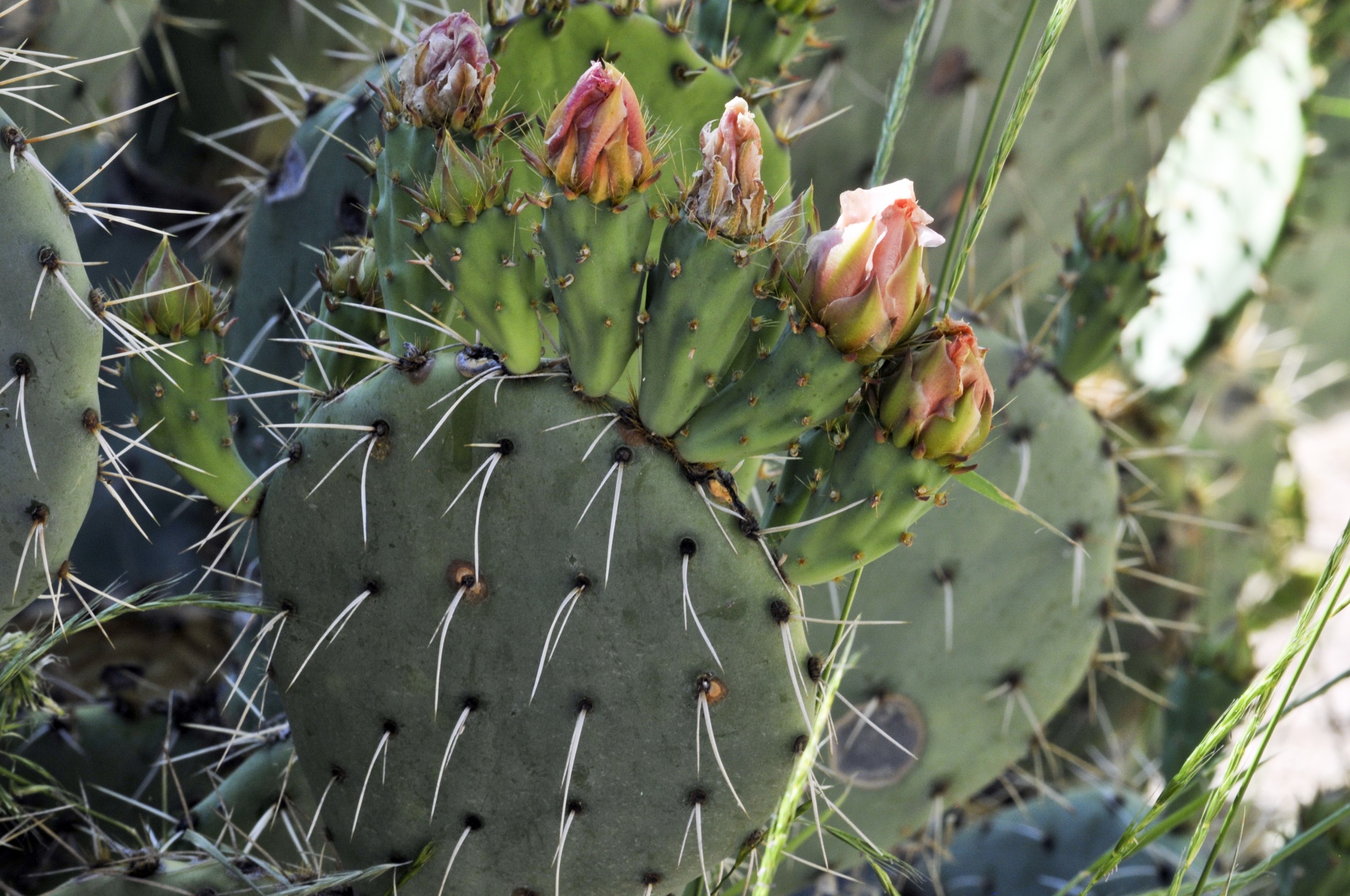 cactus cacti flower free photo