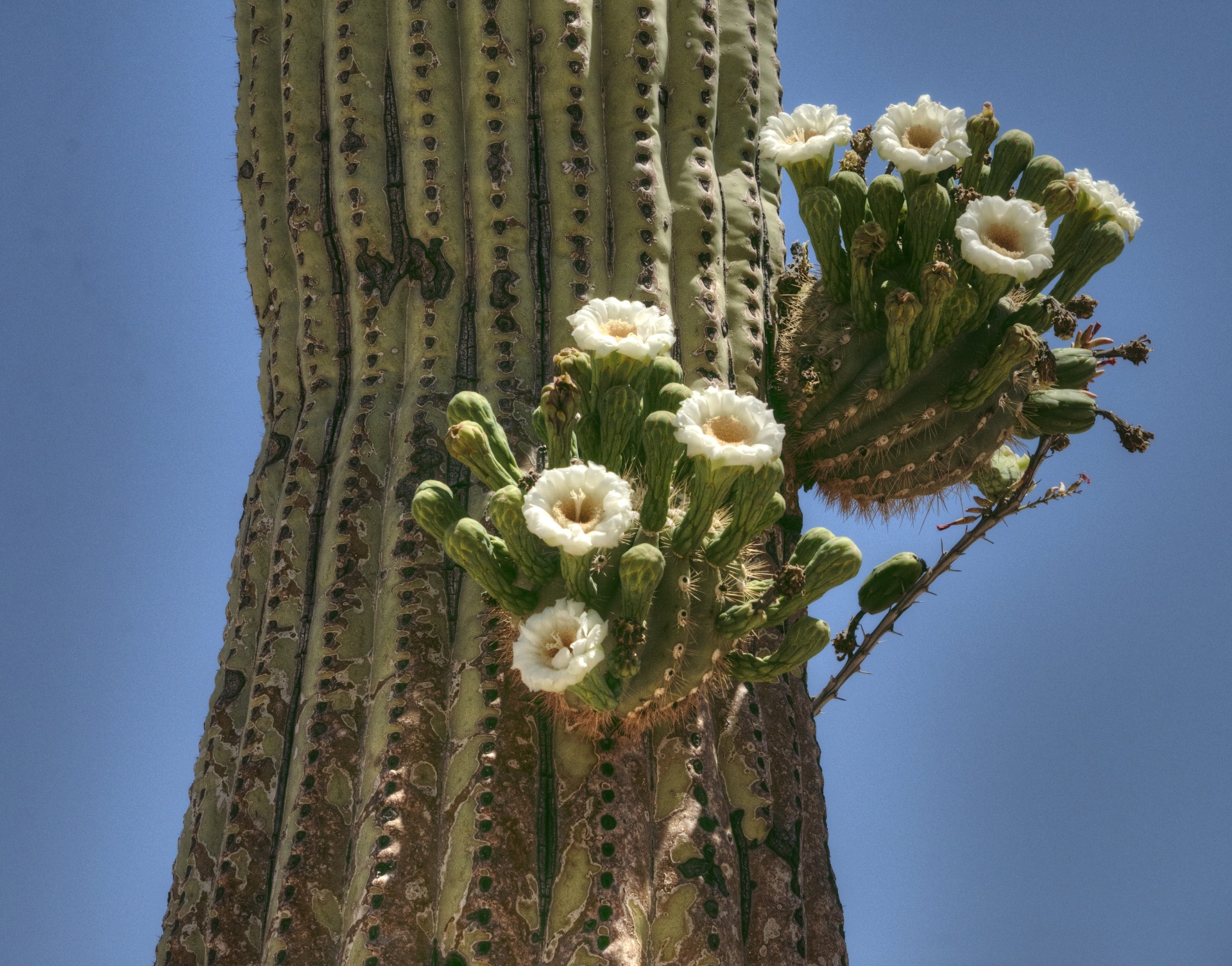 desert deserts cactus free photo