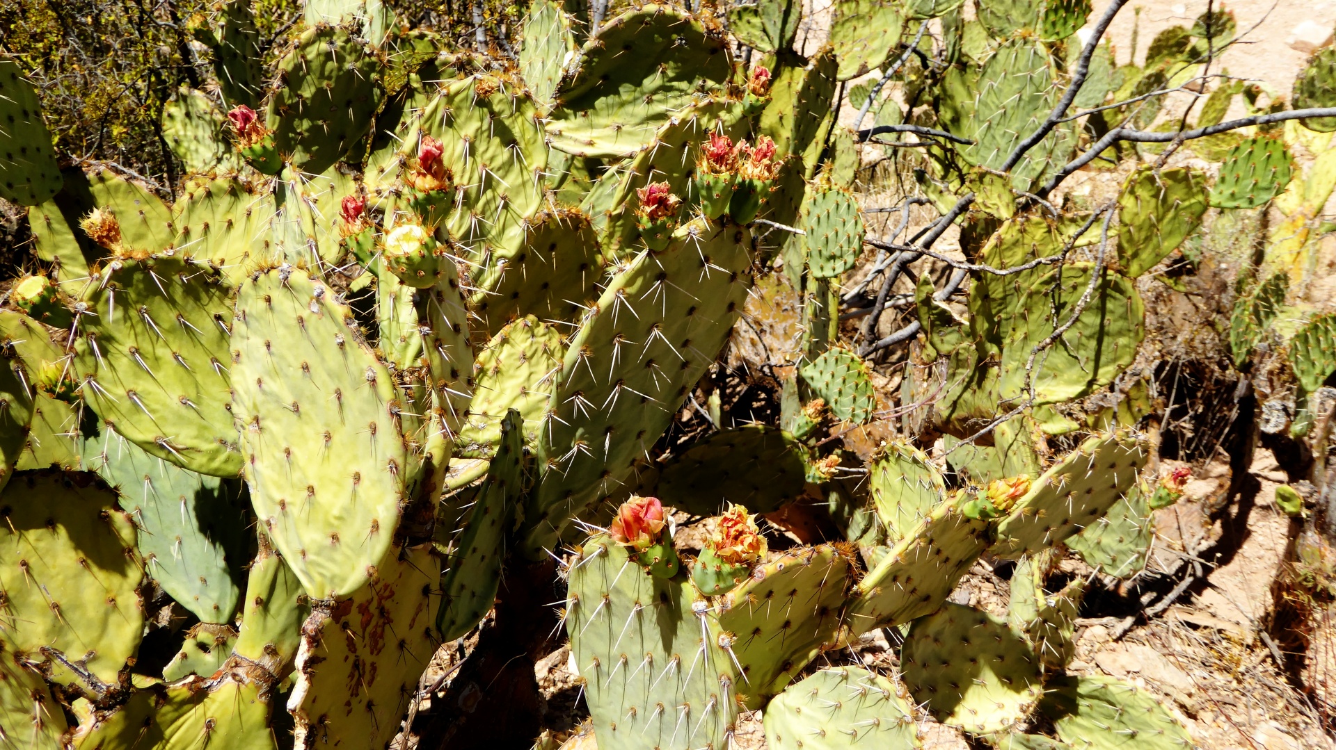 desert deserts cactus free photo