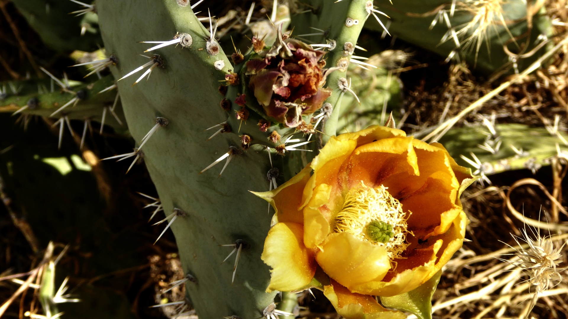 cactus cacti plant free photo