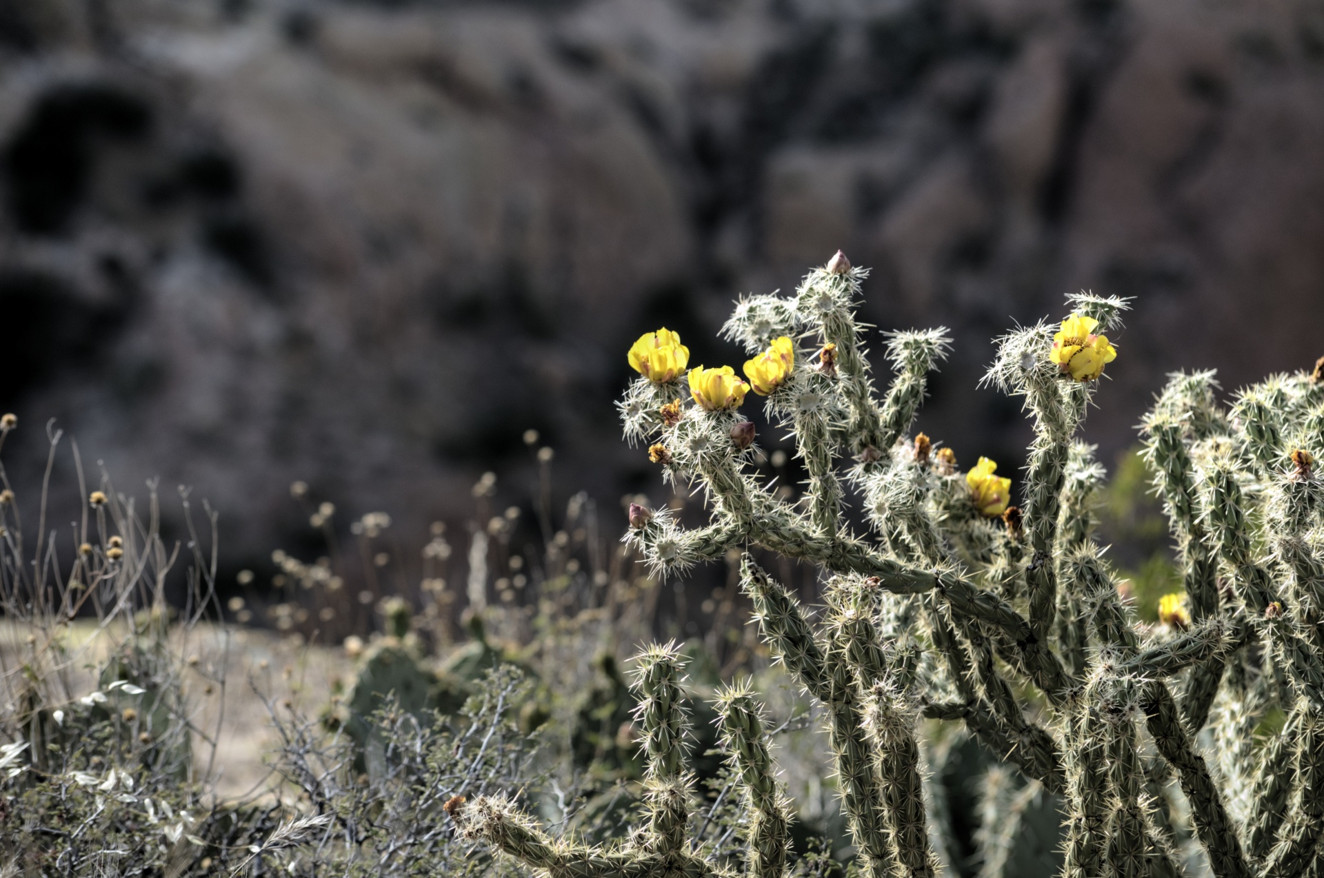 cactus cacti plant free photo