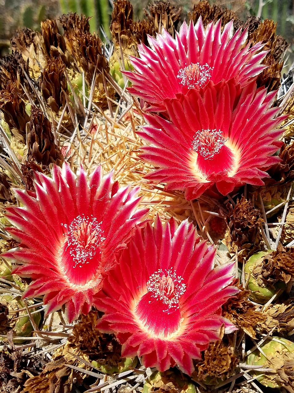 cactus flowers  barrel cactus  desert flower free photo